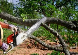 Enochville, NC Tree Removal Services Company